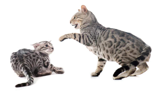 Katzen streiten