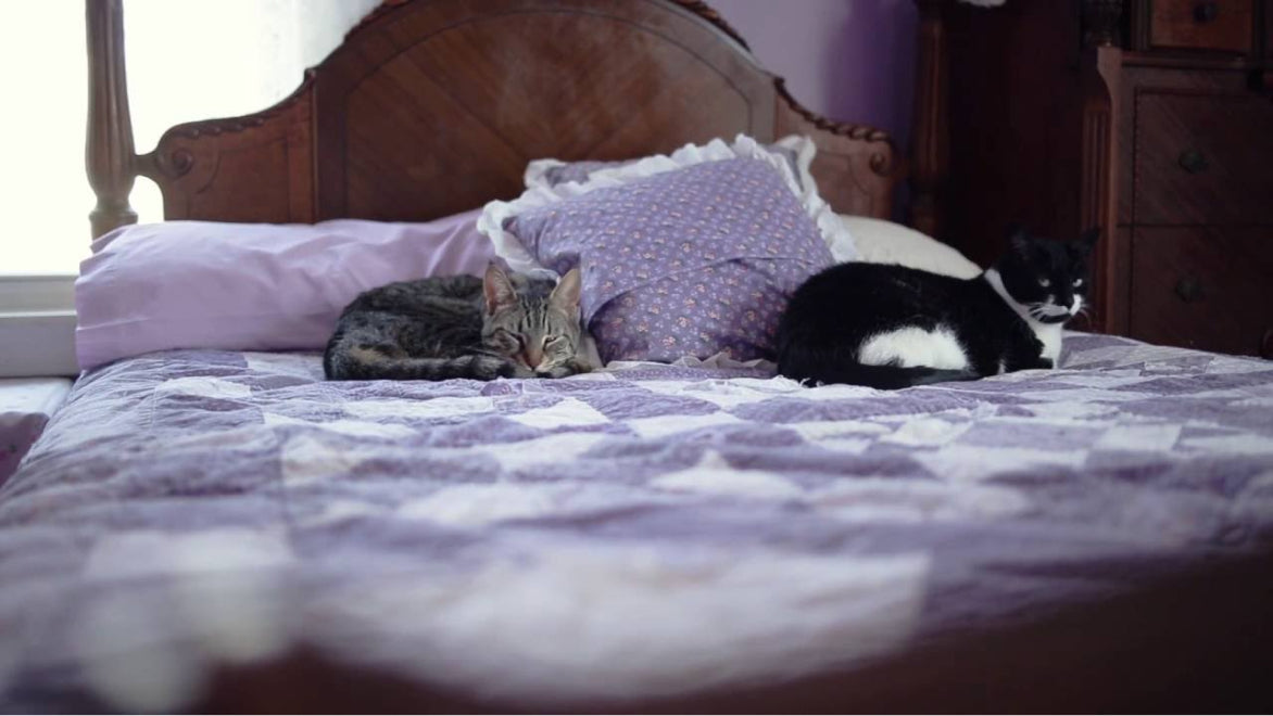 Video laden: Erfahrungen mit FELIWAY Friends