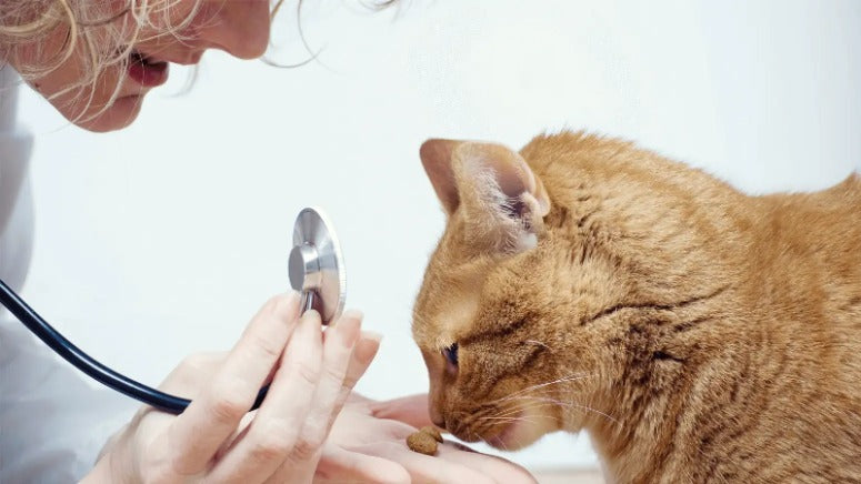 Tierärzting füttert Katze