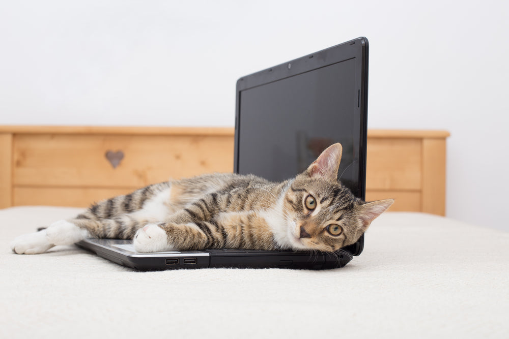 Katze liegt auf Laptop