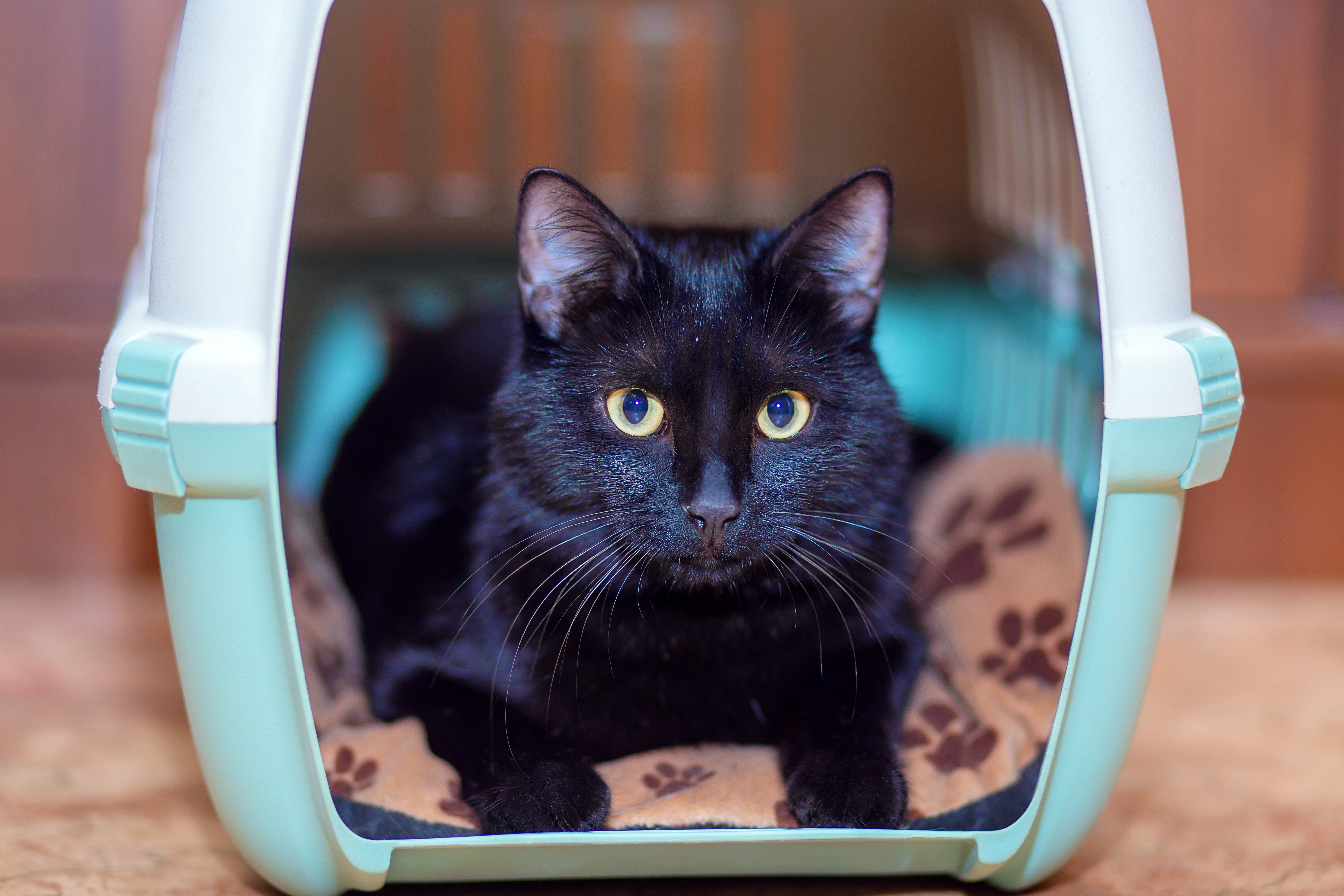Katze in der Transportbox. So wird die Autofahrt entspannt.