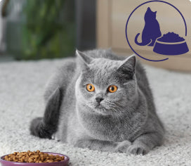 Katze frisst nicht