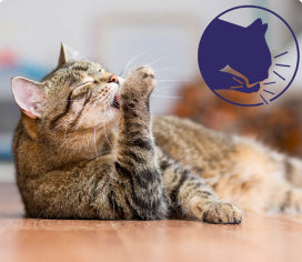 Katze putzt sich