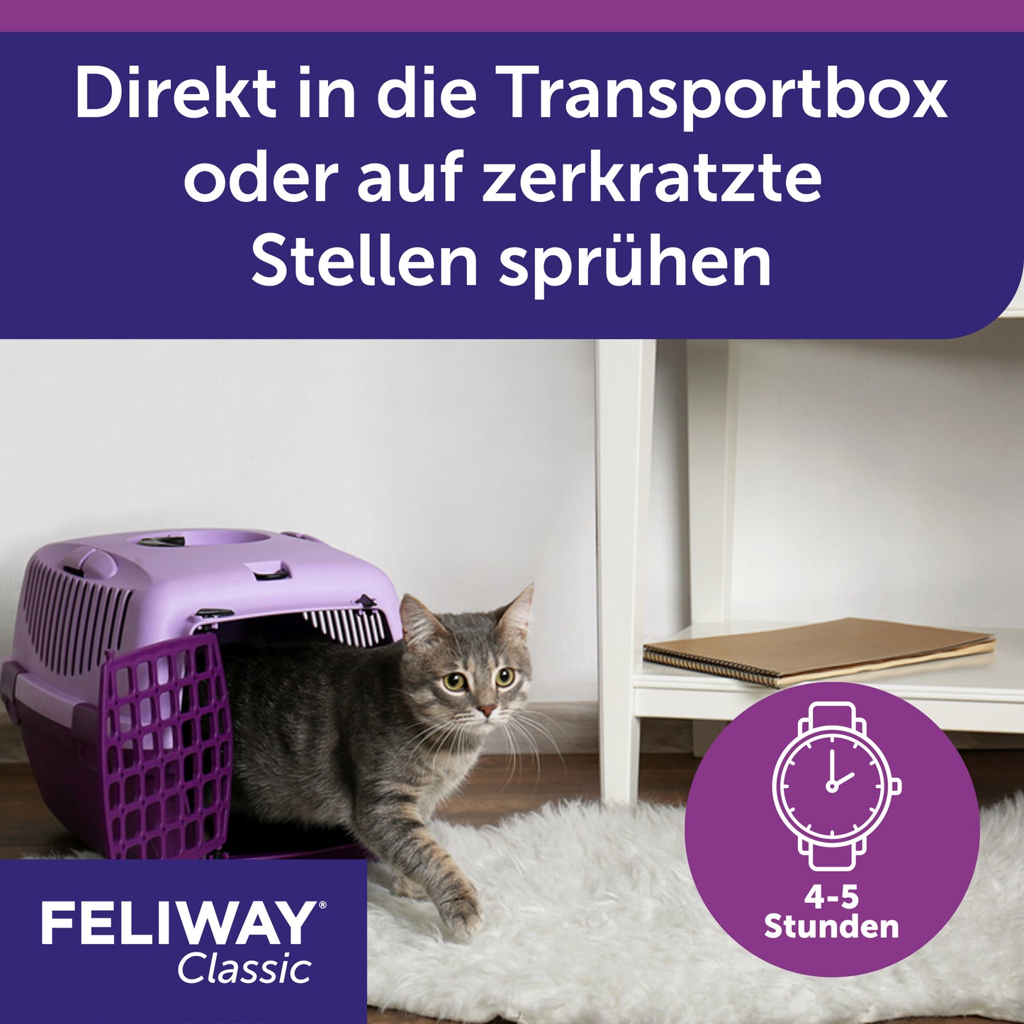 Transport in der Katzenbox