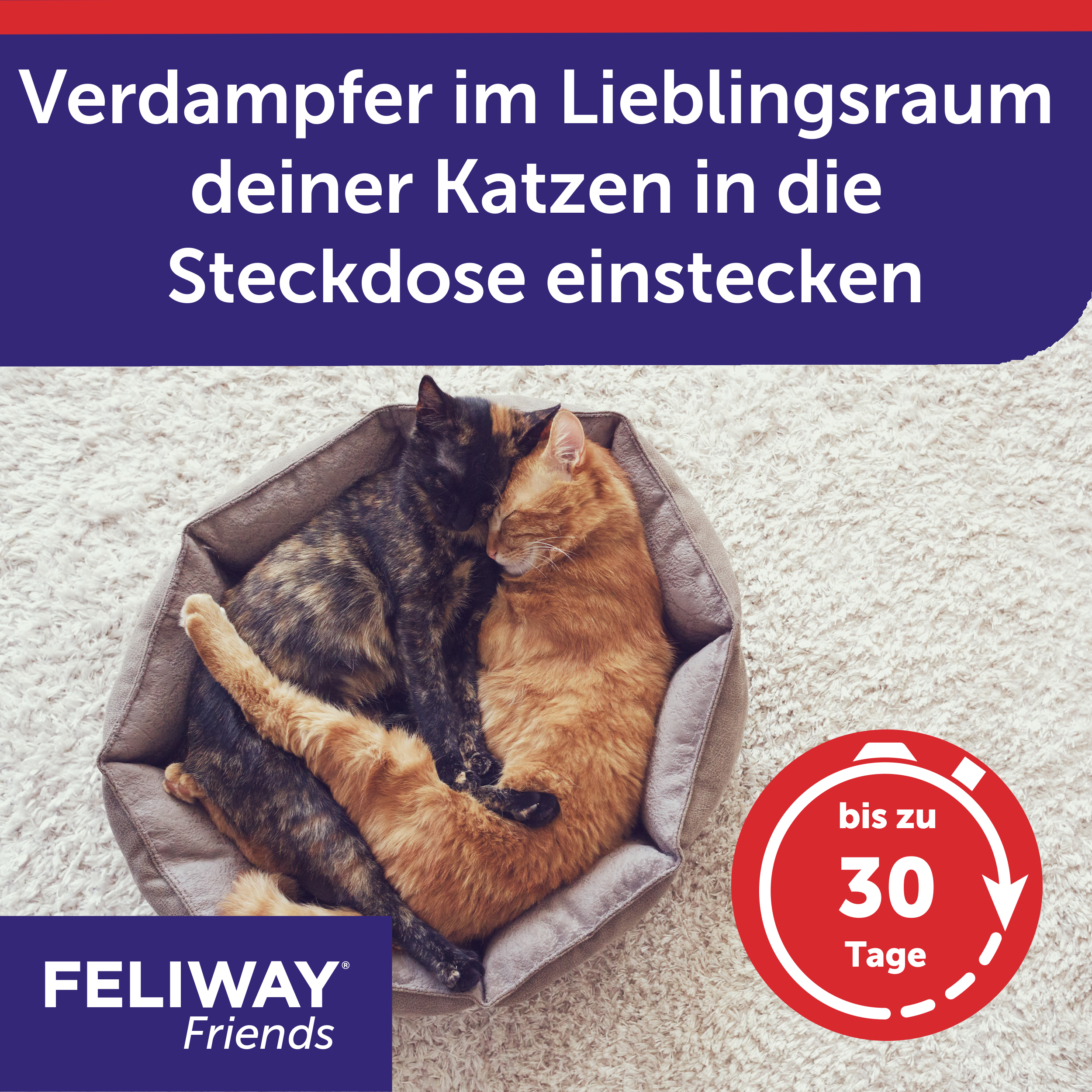 FELIWAY Friends in den Lieblingsraum deiner Katzen stecken